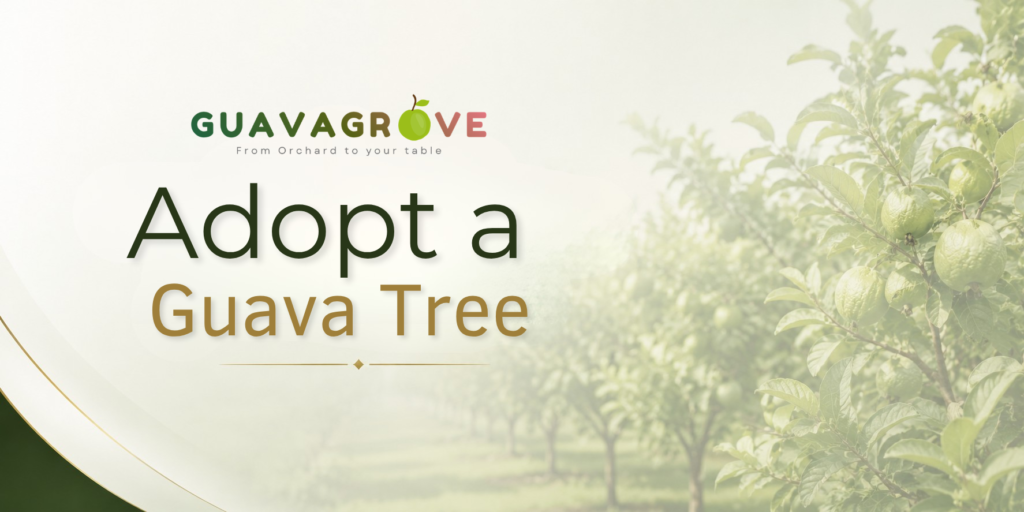 Adopt a Guava Tree