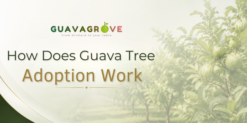 How Does Guava Tree Adoption Work