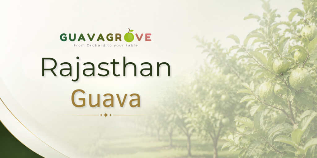 Rajasthan Guava